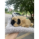 ( Loại đơn ) Thú Bông Than Hoạt Tính