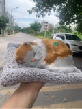 ( Loại đơn ) Thú Bông Than Hoạt Tính