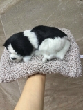 ( loại đôi ) Thú bông than hoạt tính trên ô tô 20x28cm