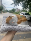 ( loại đôi ) Thú bông than hoạt tính trên ô tô 20x28cm