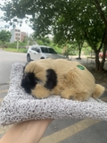 ( loại đôi ) Thú bông than hoạt tính trên ô tô 20x28cm