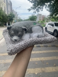 ( loại đôi ) Thú bông than hoạt tính trên ô tô 20x28cm