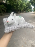 ( loại đôi ) Thú bông than hoạt tính trên ô tô 20x28cm