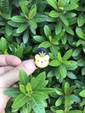 Móc mini nhựa abs treo đồ