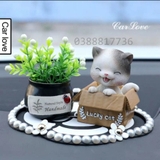 Set mèo ngồi hộp nhắm mắt+ chậu cây đen+ thảm NT hoa cúc
