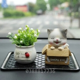 Set mèo ngồi hộp nhắm mắt+ chậu cây trắng+ thảm trơn 18x14