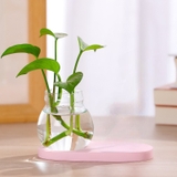 Bình thủy sinh kèm đế mix tượng