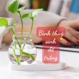 Bình thủy sinh kèm đế mix tượng