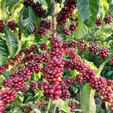 Cà Phê Truyền Thống ( Túi Giấy 500g )