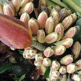 Chuối hột rừng ( Gói 1kg )