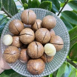 Hạt Dinh Dưỡng Macca ( Hộp Pet 500g Hoặc Hộp Giấy 500g )