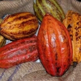 CaCao Nguyên Chất ( Túi Zip 500g )