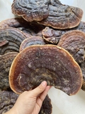 Nấm linh chi rừng nguyên sinh đã cắt lát ( 1kg)