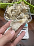 Chân yến thô