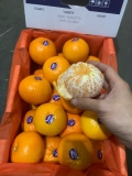 Quýt