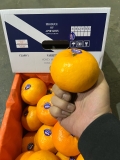 Quýt