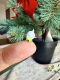 Tarountula line Resin [1:40] - Rowlet Studio