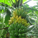 Chuối tây (kg)