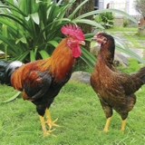 Gà ta thả vườn (kg)