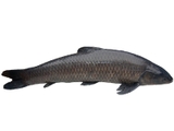 Cá trắm đen cỡ lớn (>5kg/con)
