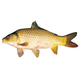 Cá chép (>2,5kg/con)