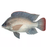 Cá rô phi (kg)