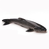 Cá trắm đen cỡ lớn (>5kg/con)