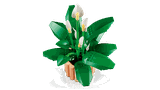 Lego Peace Lily 11504