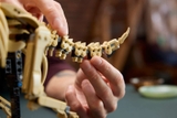 LEGO Dinosaur Fossils: Triceratops 77985