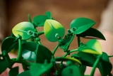 LEGO Botanicals Hanging Golden Pothos 11512