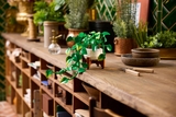 LEGO Botanicals Hanging Golden Pothos 11512
