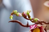 Lego Magnolia Branches 11510