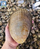 Sò Dương