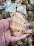 Ngao 2 Cùi