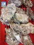 Hàu Canada