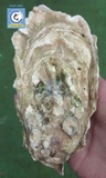 Hàu Canada