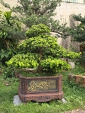 Tùng Kim Cương I-DT-TKC-002