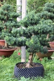 Vạn Niên Tùng A-DT-VNT-001
