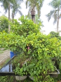 Gừa A-K-CayKhac-001