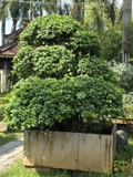 Da Nhật A-K-DN-001