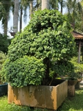 Da Nhật A-K-DN-002