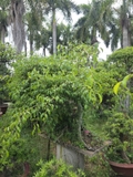 Sanh A-K-Sa-009