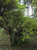 Si A-K-Si-003