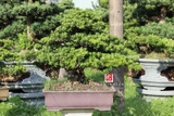 Tùng Kim Cương B-BS-TKC-001