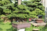 Tùng Kim Cương B-BS-TKC-001