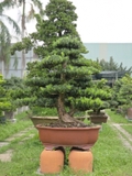 Vạn Niên Tùng B-BS-VNT-001