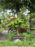 Tùng Kim Cương G-BS-TKC-007