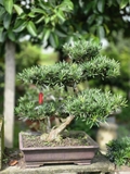 Vạn Niên Tùng G-BS-VNT-002