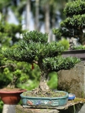 Vạn Niên Tùng G-BS-VNT-004