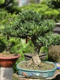 Vạn Niên Tùng G-BS-VNT-004